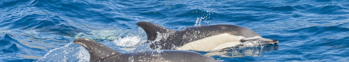 dolphins hervey bay3