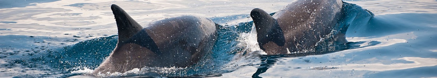 dolphins hervey bay4