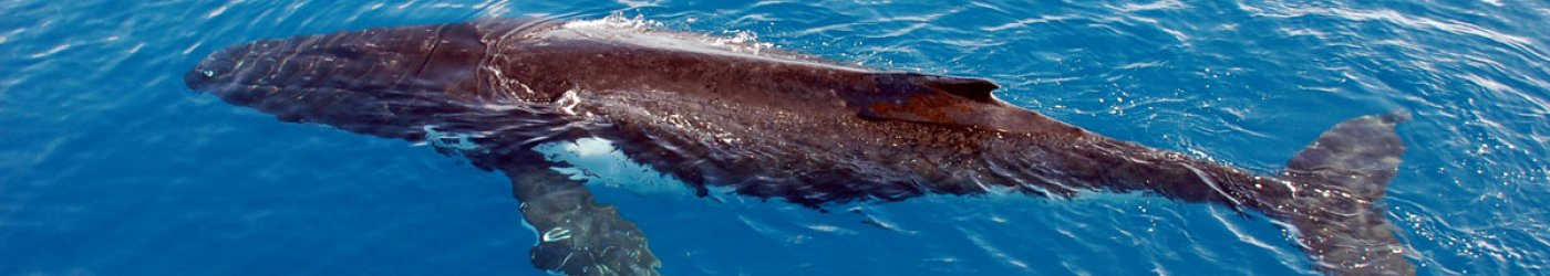 humpback whale hervey bay3