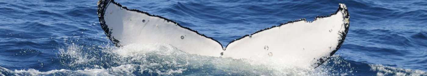 humpback whale hervey bay6