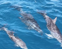 fraser get away cruise dolphins 2