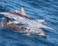 fraser get away cruise dolphins