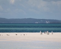 fraser get away cruise pelican banks