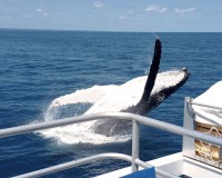 whale breach aboard amaroo