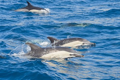 dolphins hervey bay3
