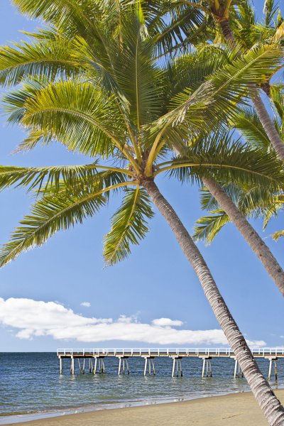 hervey bay palm