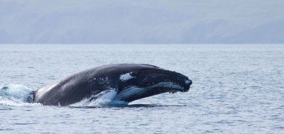 humpback whale1