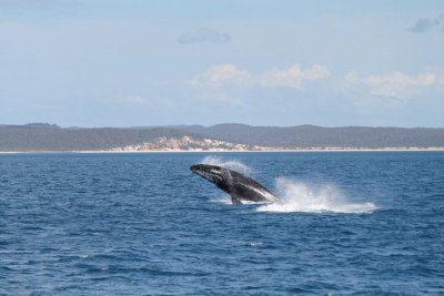 whale breaching fraser island