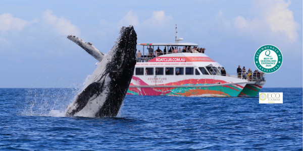 Boat Club Whale Cruises friendly Humpback Breaching